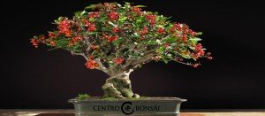 Manzano Bonsai