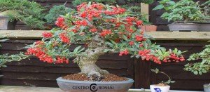 Pyracantha Bonsai