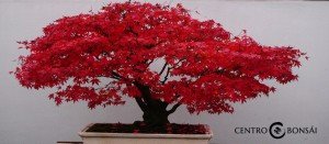 bonsai arce rojo comprar
