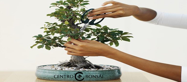 Bonsai Planta Como Cuidar