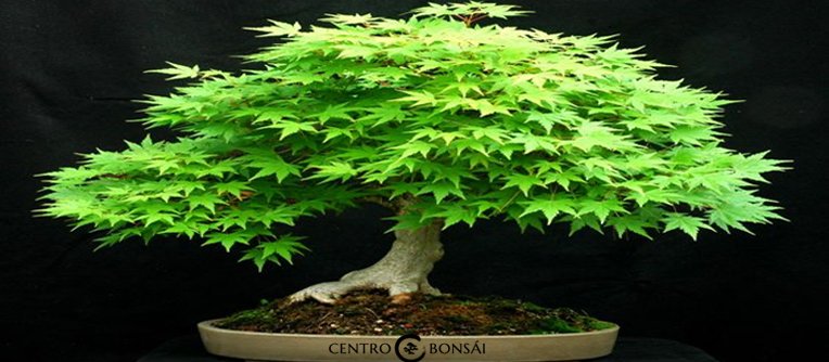 Comprar Bonsai Arce Japones