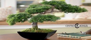 Comprar Bonsai Artificial