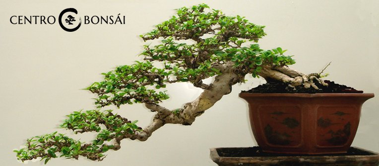 comprar bonsai carmona