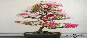 comprar bonsai de cerezo japones