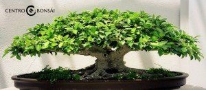 comprar bonsai hoja perenne