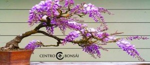 Comprar Bonsai Jacaranda