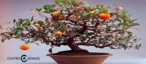 Comprar Bonsai Naranjo