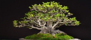 comprar bonsai por internet