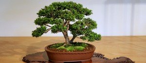 comprar bonsai roble