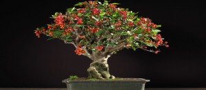 comprar bonsais frutales