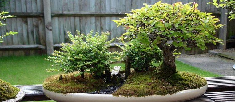 comprar bonsais japon