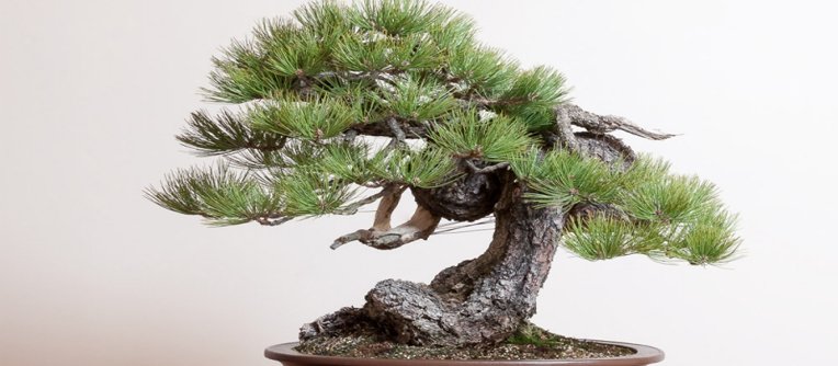 comprar bonsais online españa