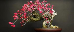 Bonsái cerezo japonés comprar