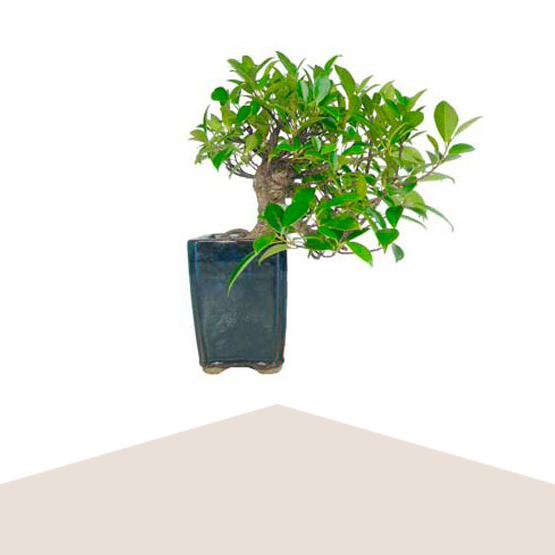 Bonsai 10 años Ficus Retusa