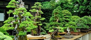 Venta de bonsais en Barcelona