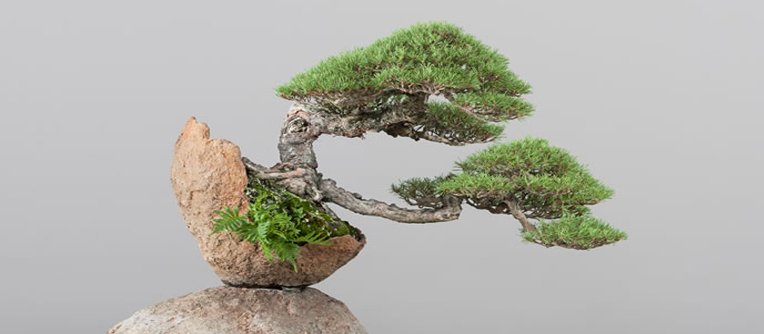 que bonsai comprar