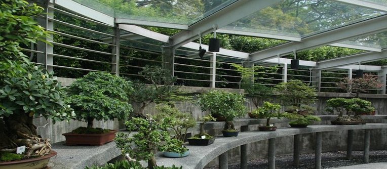 venta de bonsais en valencia