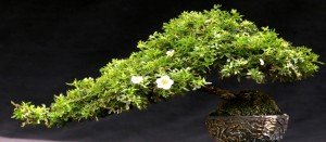 Comprar bonsai Gijon