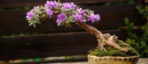 Comprar bonsai Girona