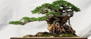 Comprar bonsái Oviedo