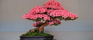 Comprar bonsáis Madrid Centro