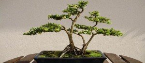 Comprar bonsáis Sevilla