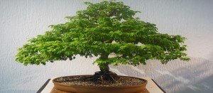 Comprar bonsáis en Zaragoza