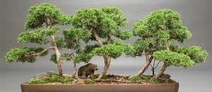 bonsái japones precio