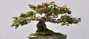 bonsái manzano precio