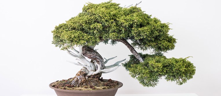 comprar bonsai coruña