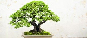 comprar bonsái jerez