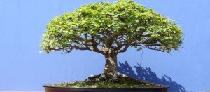 comprar bonsáis barcelona