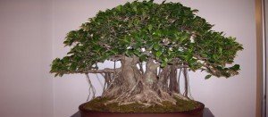 bonsái roble comprar