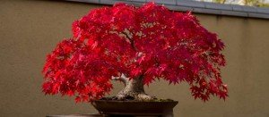 Comprar bonsái arce rojo online