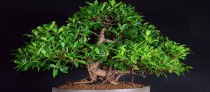 comprar bonsáis zaragoza