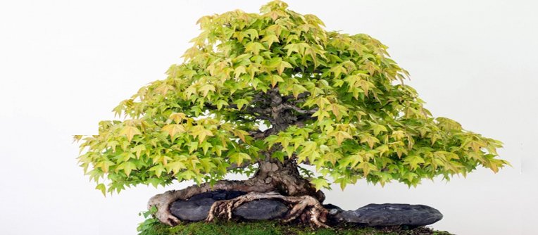 donde comprar bonsais en zaragoza