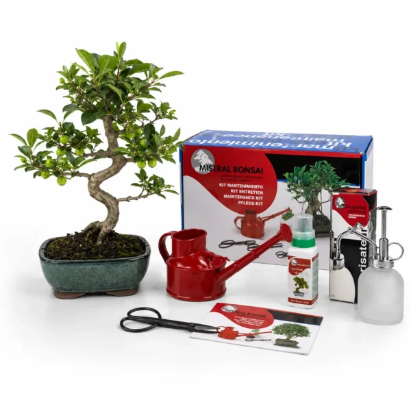 Pack Bonsái Malus de 10 años con vaporizador y kit de mantenimiento