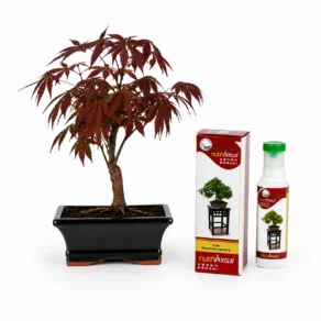 Pack Bonsái Palmatum de 7 años con nutribonsai