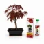 Pack Bonsái Palmatum de 7 años con nutribonsai