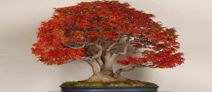 bonsai arce rojo