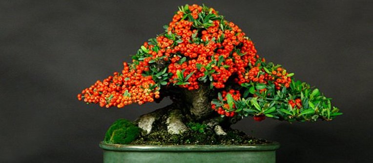 bonsai pyracantha