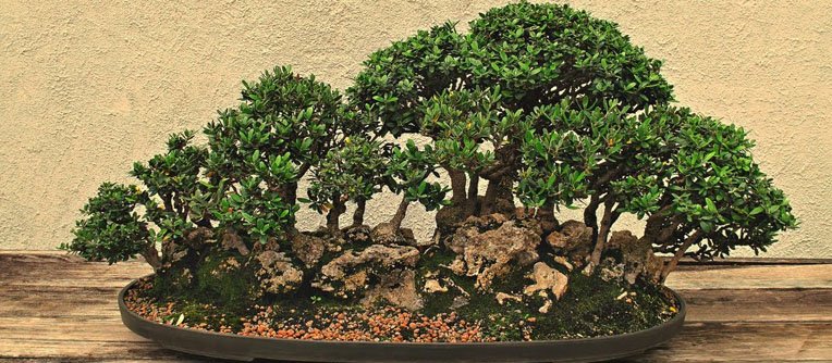 olivos bonsai