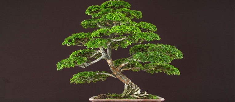 olmo chino bonsai