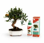 Pack Bonsái Citrus Kinzu (Mandarino) con fruto 10 años