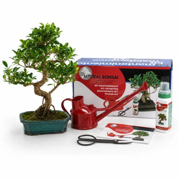 Pack Bonsái Ficus Retusa 10 años con Kit Mantenimiento