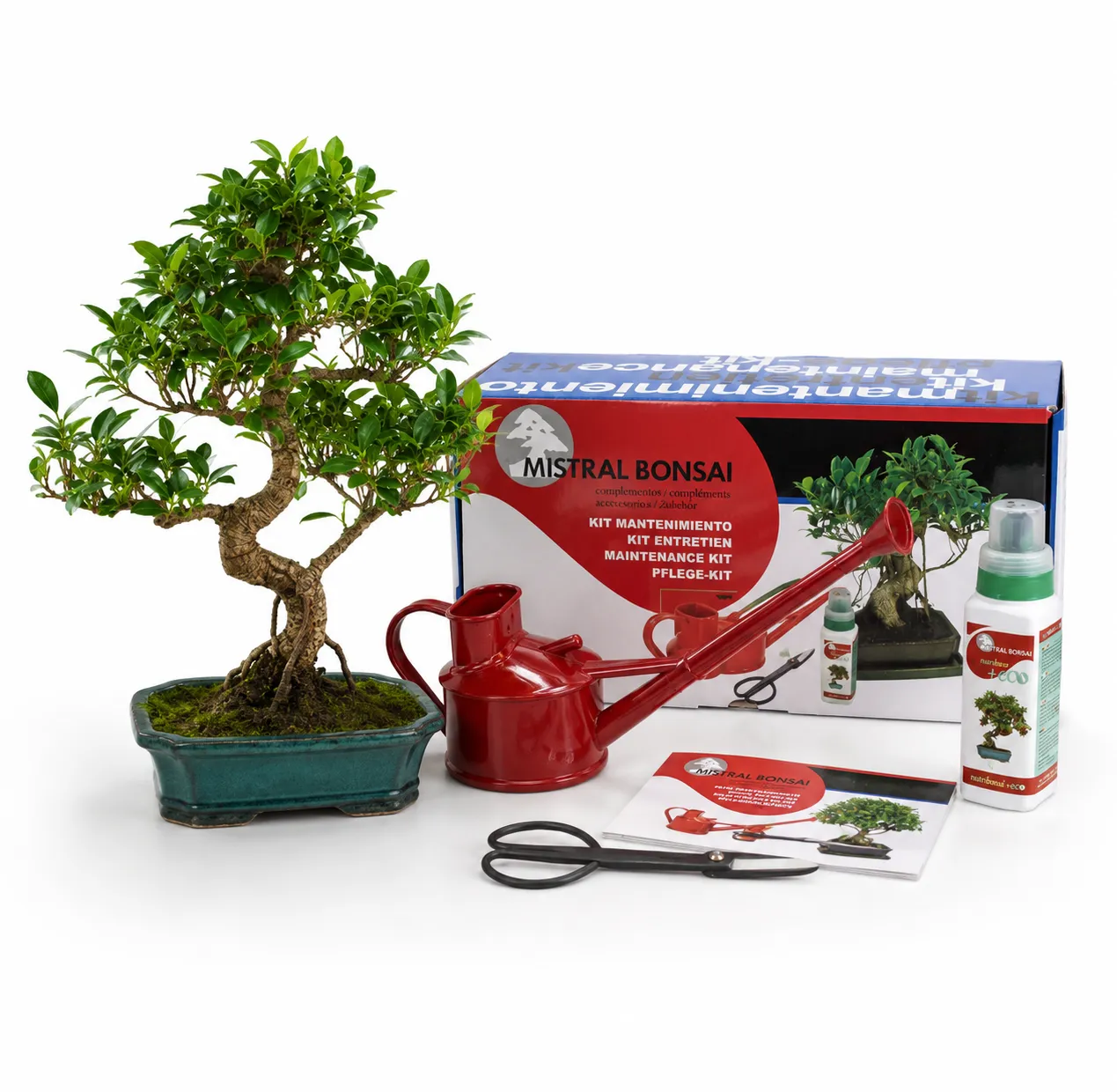 Pack Bonsái Ficus Retusa 10 años con Kit Mantenimiento