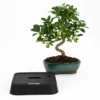 Pack Bonsái Malus 14 años con Hidrobonsai