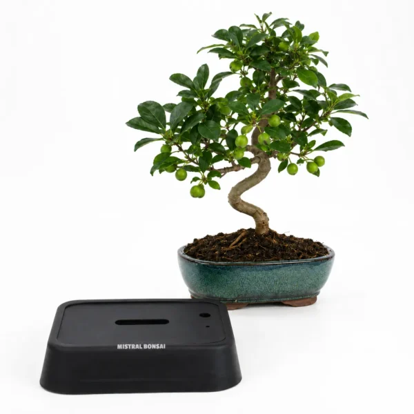 Pack Bonsái Malus 14 años con Hidrobonsai