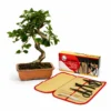 Pack Bonsái Prunus 12 años con Estuche herramientas completo