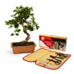 Pack Bonsái Prunus 12 años con Estuche herramientas completo